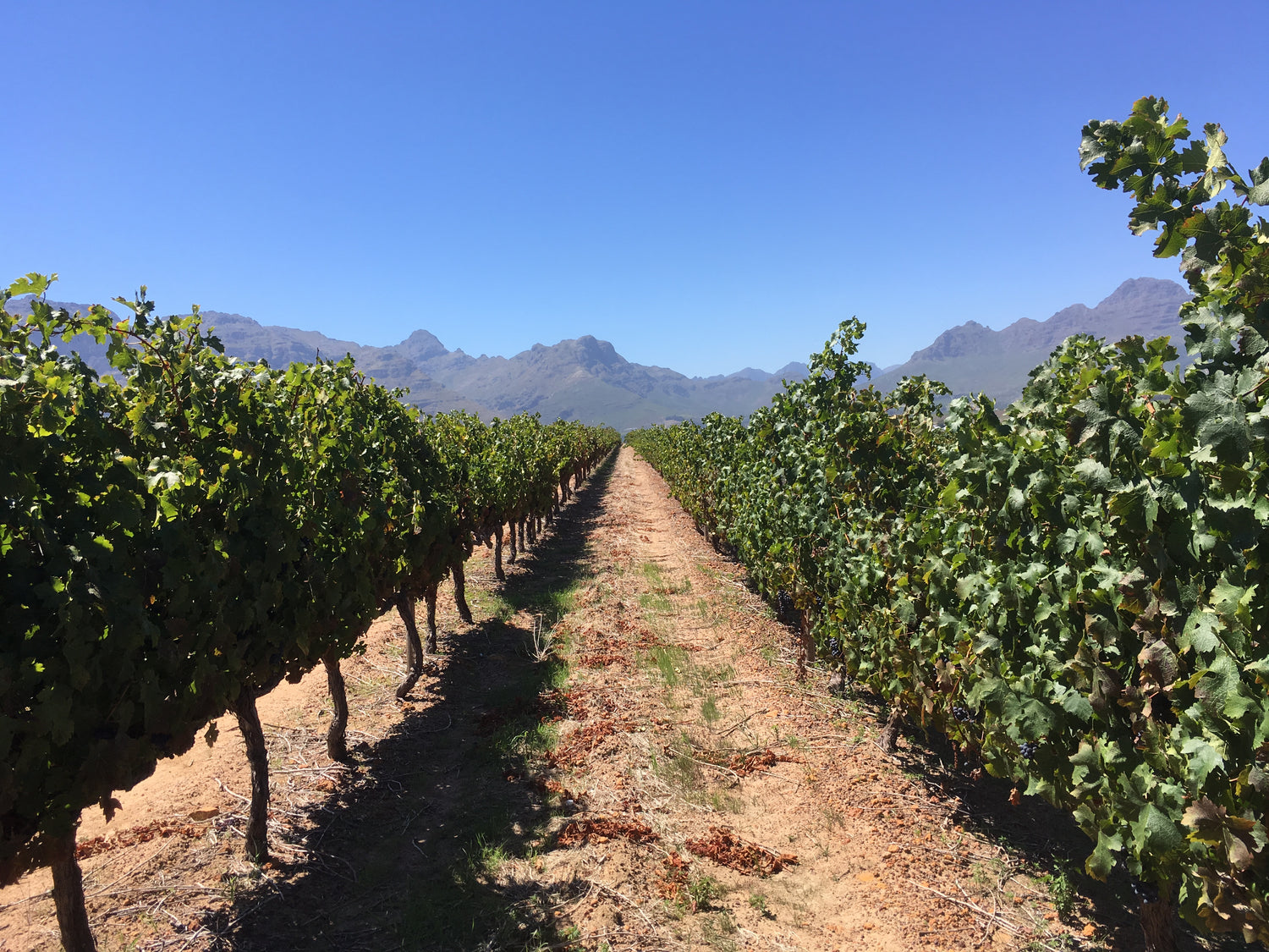 Sunny Vineyard