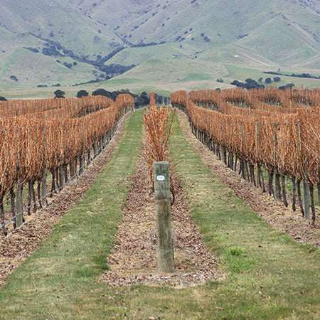 Crowded House Marlborough Sauvignon 2022