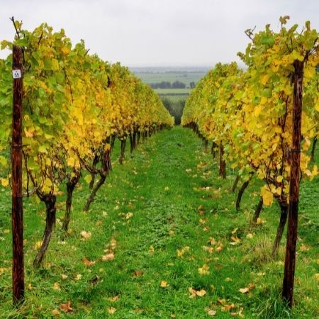 Henners Cloudy Gin Vineyard Sussex